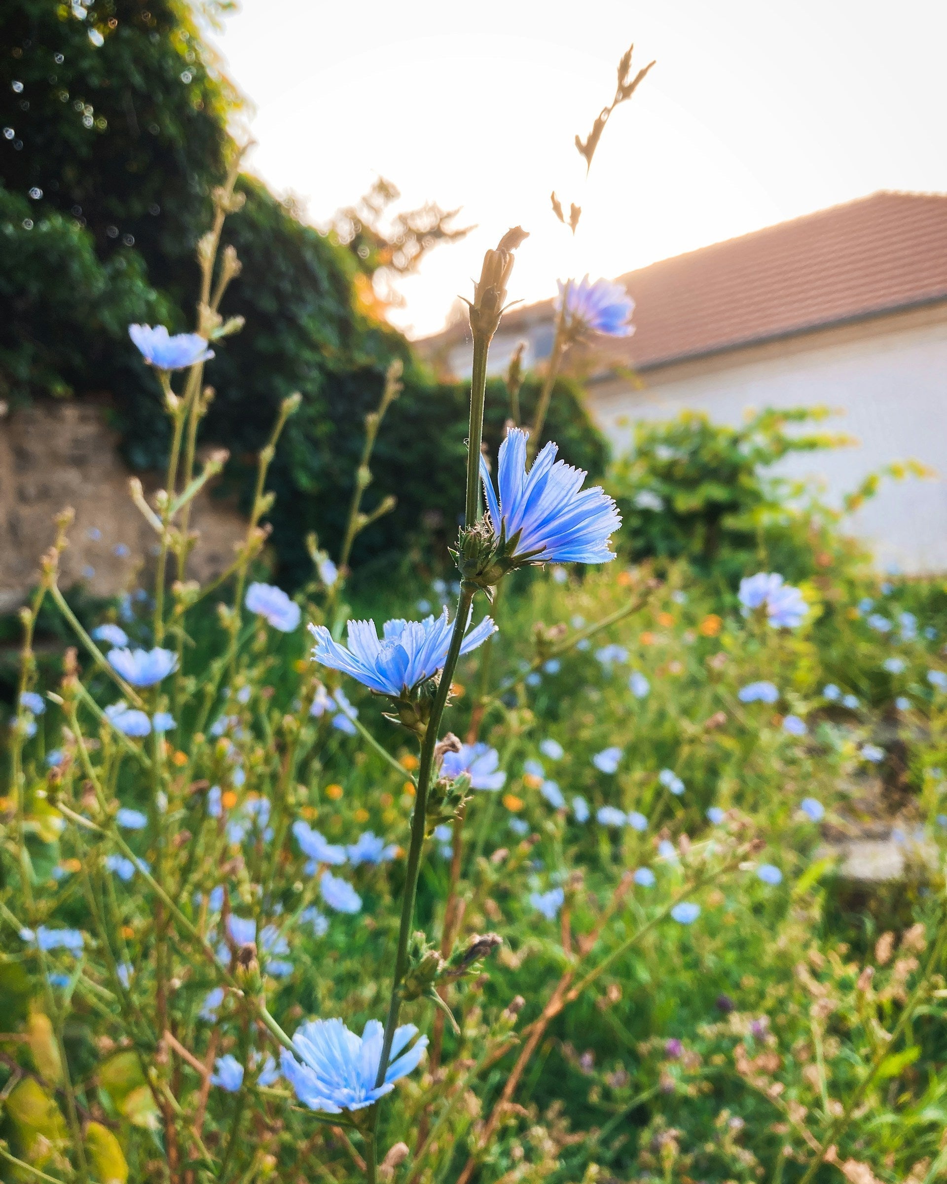 Dokonalé trávení pro ženy: Jak nám pomůže psyllium a inulin